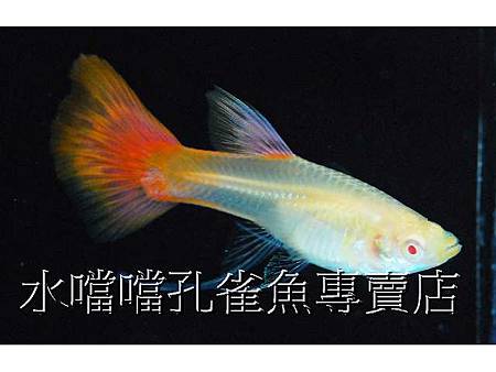 水噹噹孔雀魚003.jpg