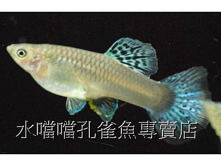 水噹噹孔雀魚專賣店003.jpg