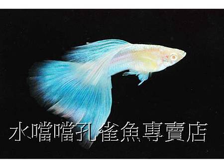 水噹噹孔雀魚002.jpg