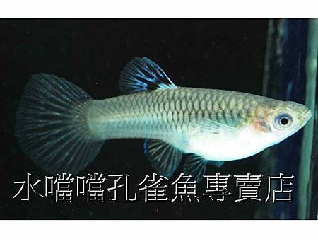 水噹噹孔雀魚003.jpg