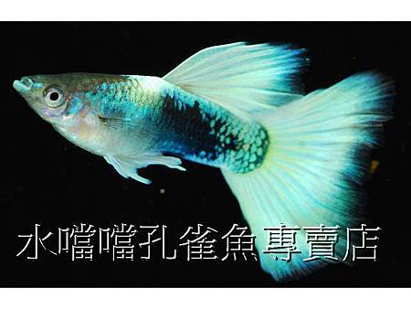 水噹噹孔雀魚001.jpg