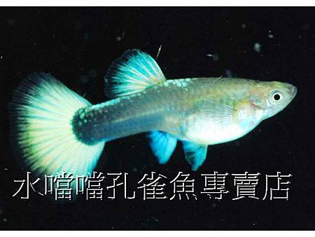 水噹噹孔雀魚007.jpg