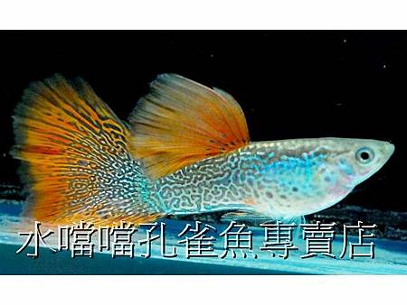 水噹噹孔雀魚001.jpg