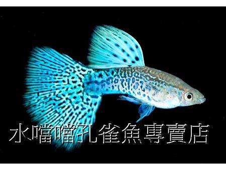 水噹噹孔雀魚003.jpg