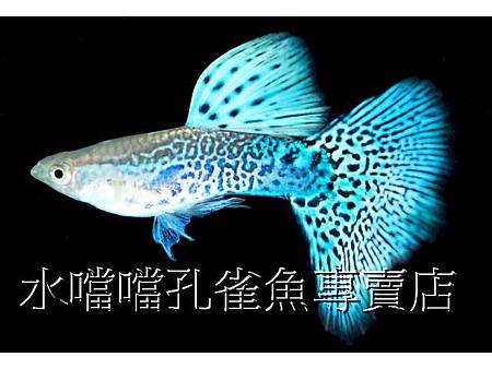 水噹噹孔雀魚006.jpg