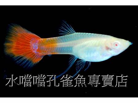 水噹噹孔雀魚005