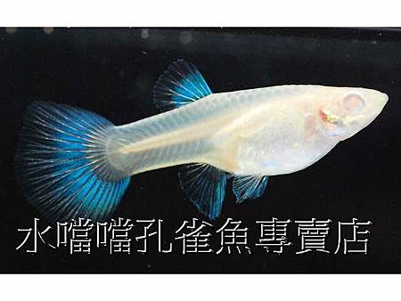 水噹噹孔雀魚003