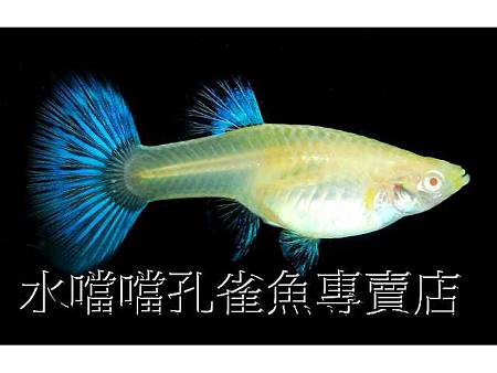 水噹噹孔雀魚003