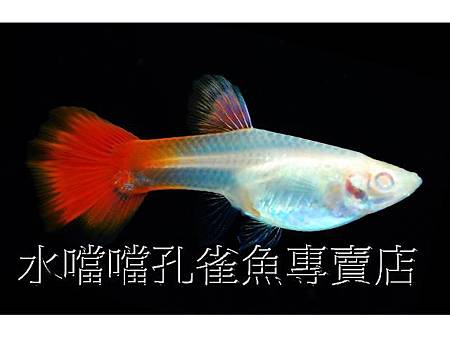 水噹噹孔雀魚003