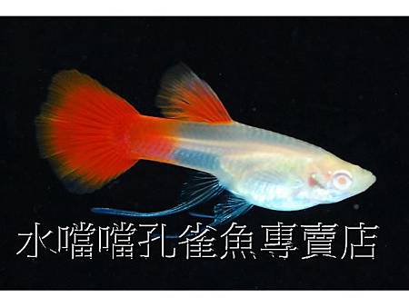 水噹噹孔雀魚004