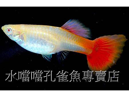 水噹噹孔雀魚007