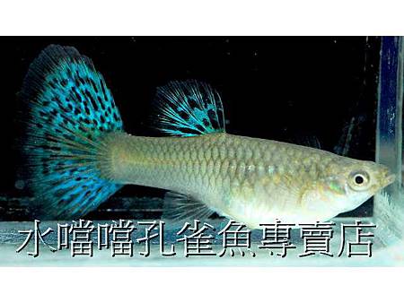 水噹噹孔雀魚004