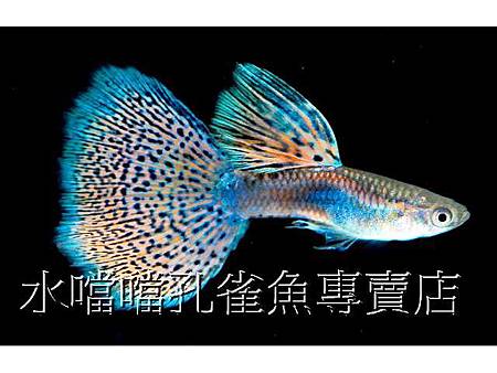 水噹噹孔雀魚002