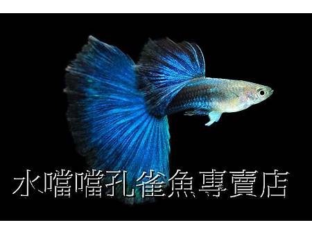 水噹噹孔雀魚004