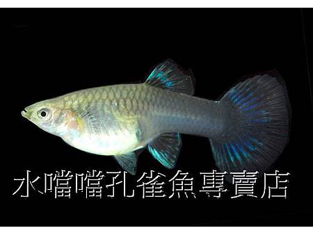 水噹噹孔雀魚005