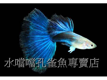 水噹噹孔雀魚001