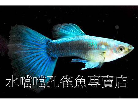 水噹噹孔雀魚003