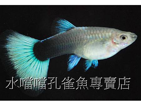 水噹噹孔雀魚003