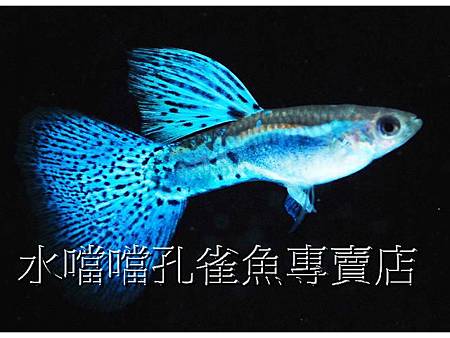 水噹噹孔雀魚001