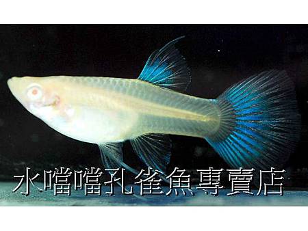 水噹噹孔雀魚006