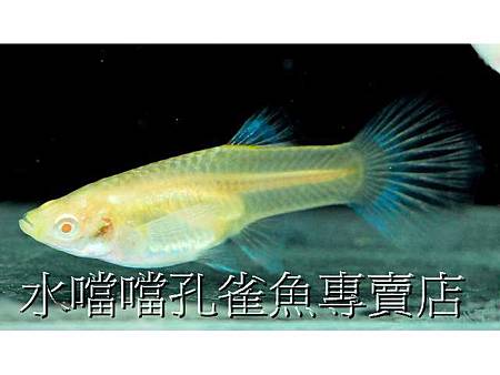 水噹噹孔雀魚004