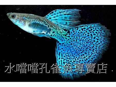 水噹噹孔雀魚003