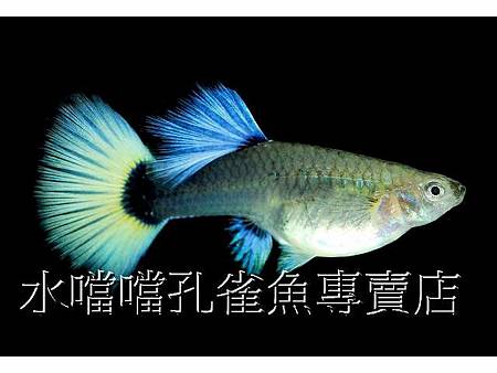 水噹噹孔雀魚008