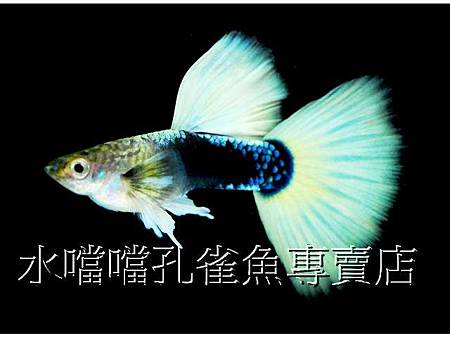 水噹噹孔雀魚006