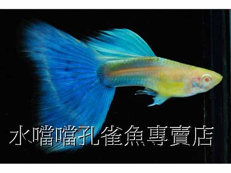 水噹噹孔雀魚002