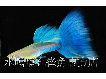 水噹噹孔雀魚003