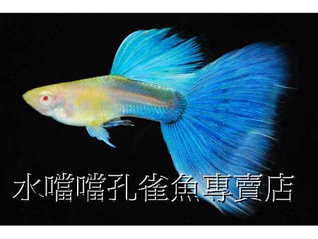 水噹噹孔雀魚001