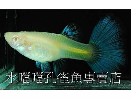 水噹噹孔雀魚004