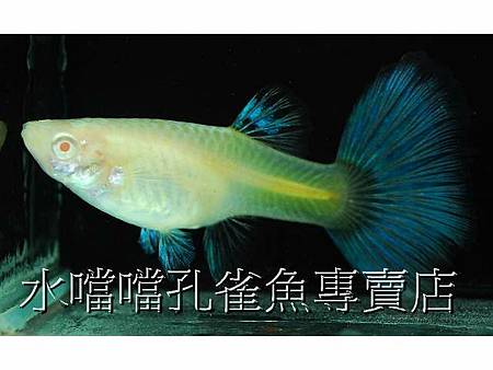 水噹噹孔雀魚005