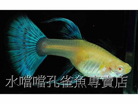 水噹噹孔雀魚007