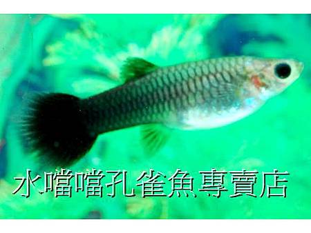 水噹噹孔雀魚003