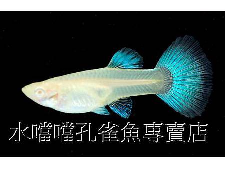 水噹噹孔雀魚004