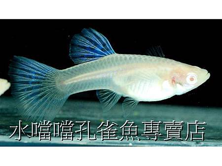 水噹噹孔雀魚003