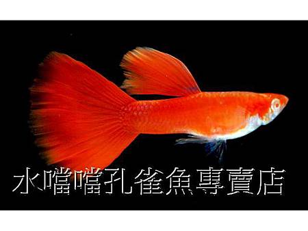 水噹噹孔雀魚001