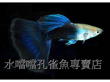 水噹噹孔雀魚002