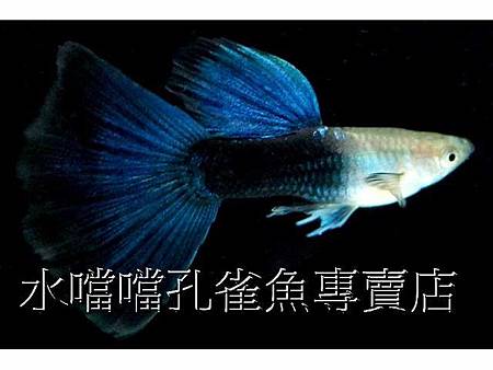 水噹噹孔雀魚001