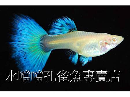 水噹噹孔雀魚007