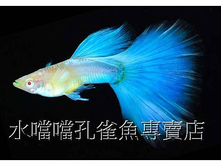 水噹噹孔雀魚005