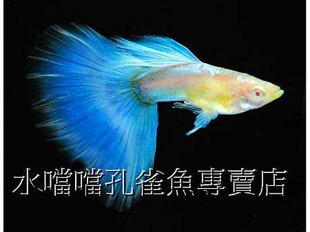 水噹噹孔雀魚004