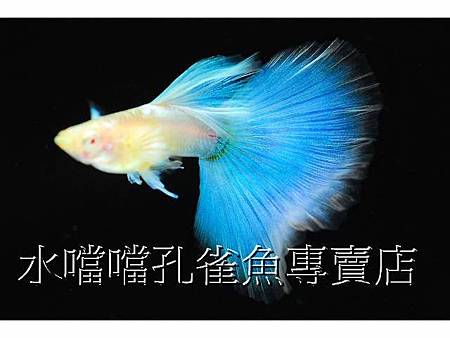 水噹噹孔雀魚001