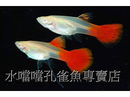 水噹噹孔雀魚004