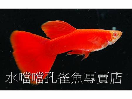 水噹噹孔雀魚002