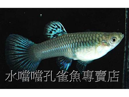 水噹噹孔雀魚003