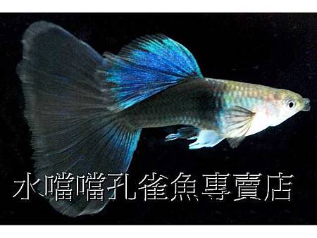 水噹噹孔雀魚004