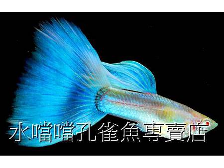 水噹噹孔雀魚004