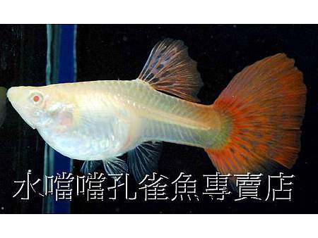 水噹噹孔雀魚007